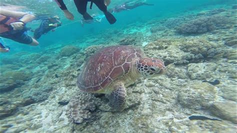 夢見海龜游泳